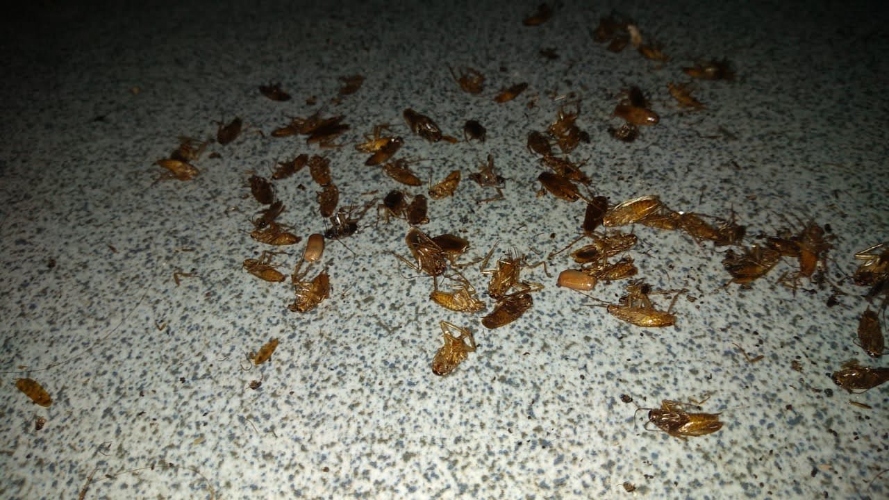 Control de plagas efectivo