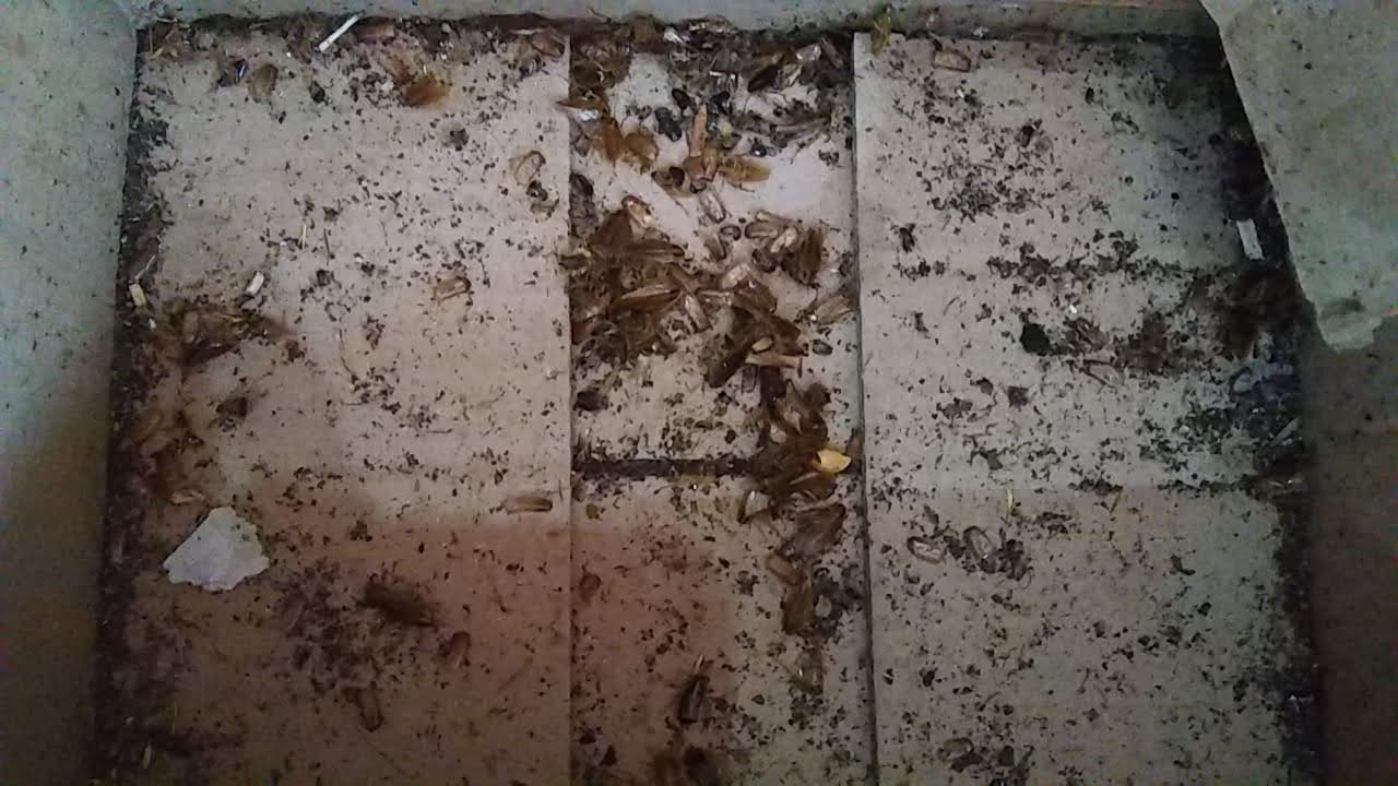 Prevención de insectos