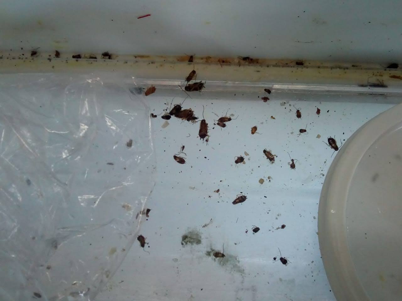 Inspección detallada