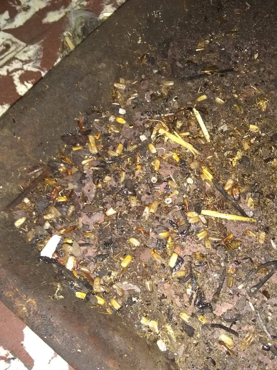 Resultado en cultivo